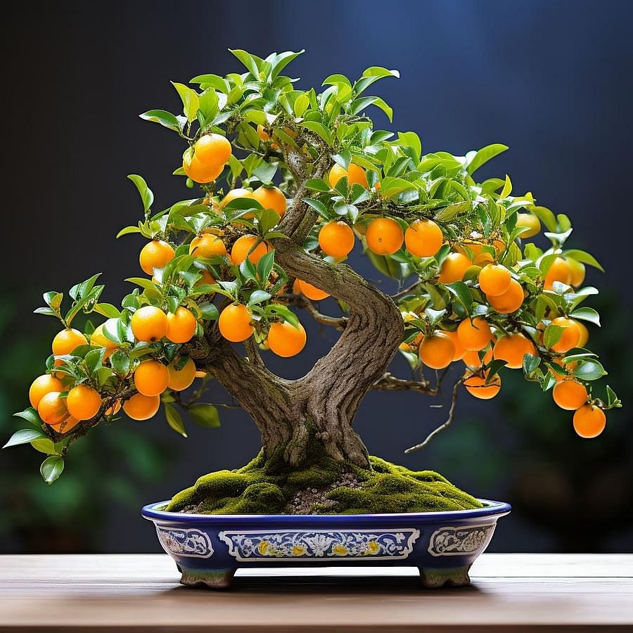 Healthy and well-maintained Bonsai Orange Tree in full bloom