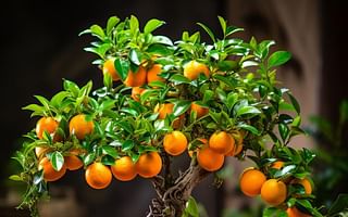 Bonsai Orange Tree: A Citrusy Addition to Your Indoor Garden