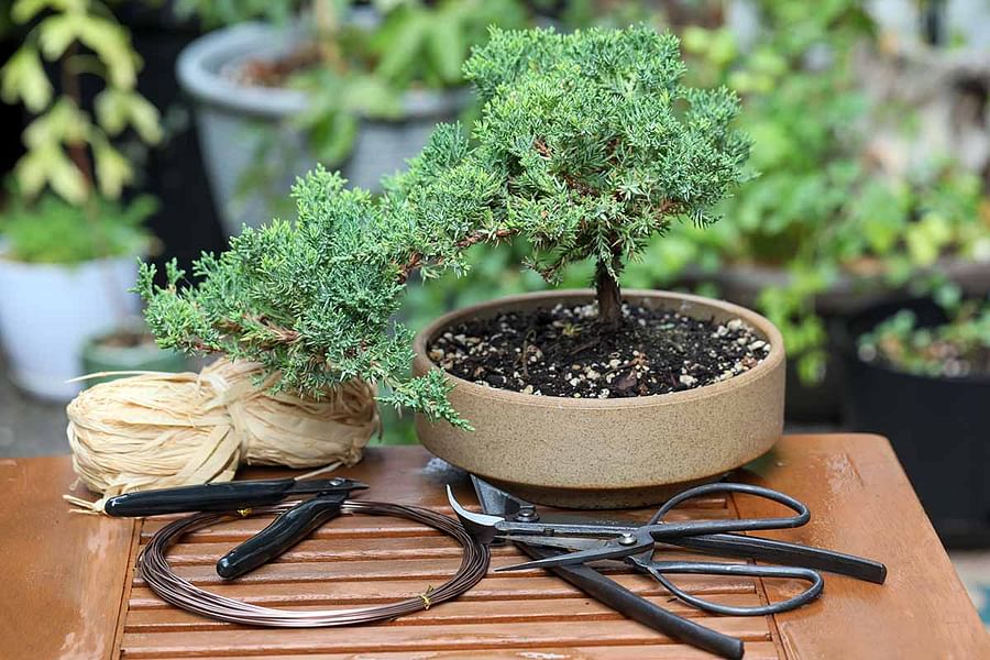 Bonsai tree kit contents displayed on a table