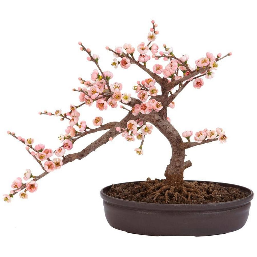 Cherry Blossom Bonsai Cultivate Your Own Sakura at Home