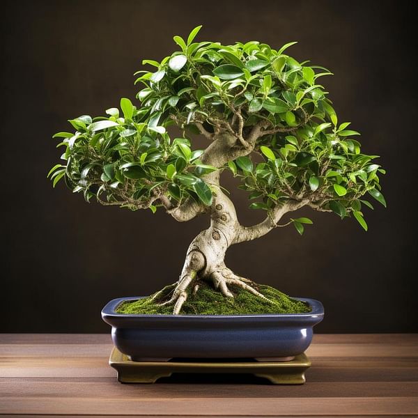 Ficus Bonsai: How to Care for This Popular Indoor Bonsai Tree