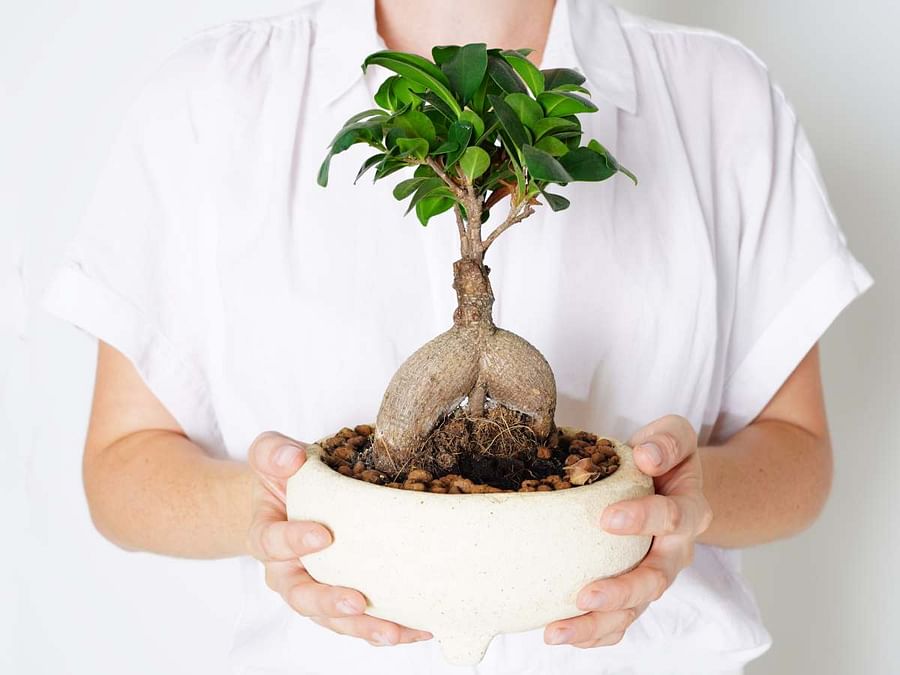 Ficus Bonsai How to Care for This Popular Indoor Bonsai Tree