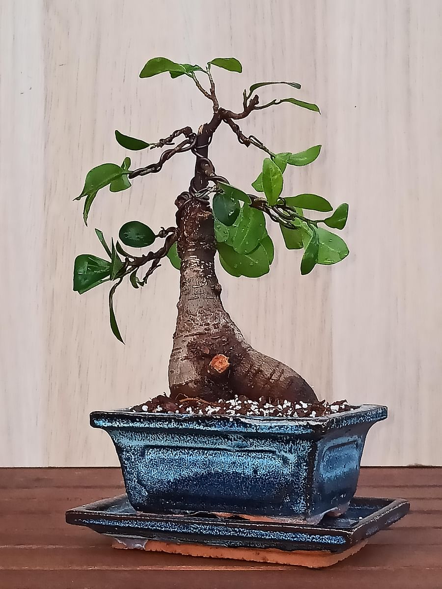 Ficus Bonsai How to Care for This Popular Indoor Bonsai Tree