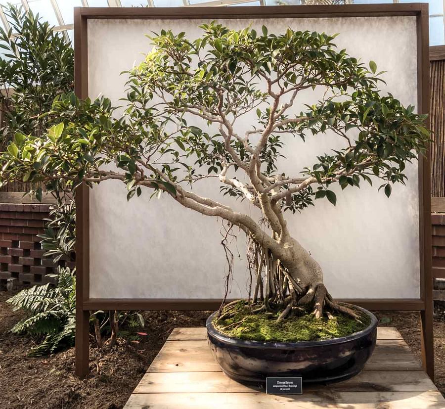 Ficus Bonsai How to Care for This Popular Indoor Bonsai Tree