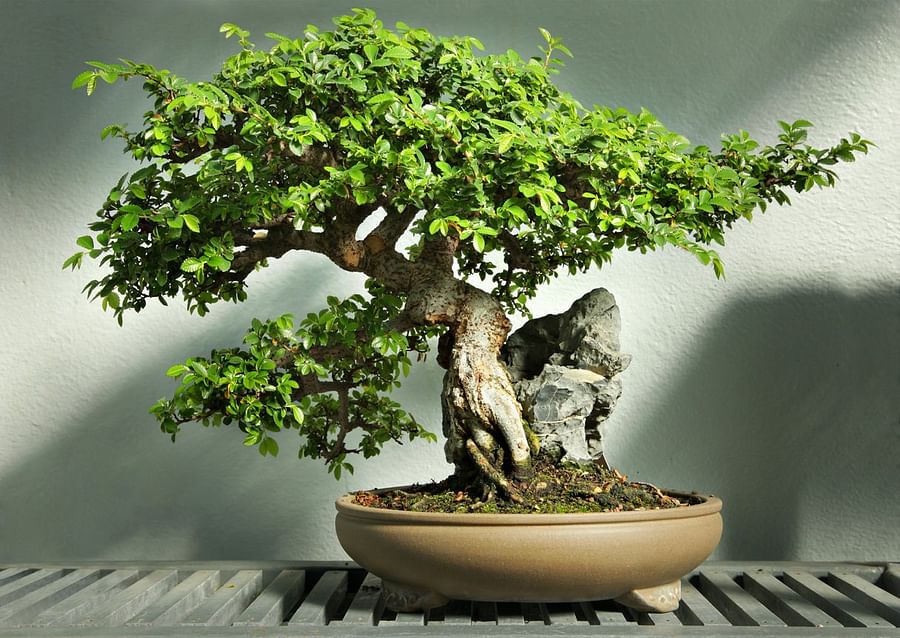 Ficus Bonsai: How to Care for This Popular Indoor Bonsai Tree