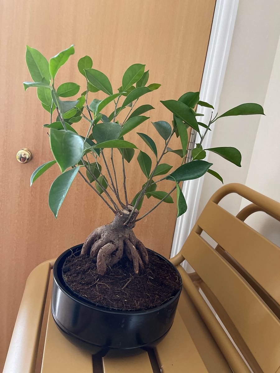 Ficus Bonsai: How to Care for This Popular Indoor Bonsai Tree