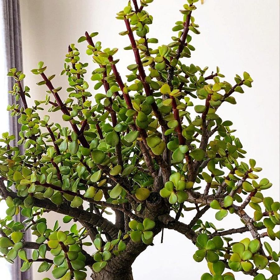 Thriving Jade Bonsai tree with lush green leaves
