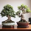 Ficus Bonsai vs. Jade Bonsai: A Comparative Guide