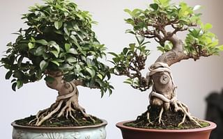 Ficus Bonsai vs. Jade Bonsai: A Comparative Guide