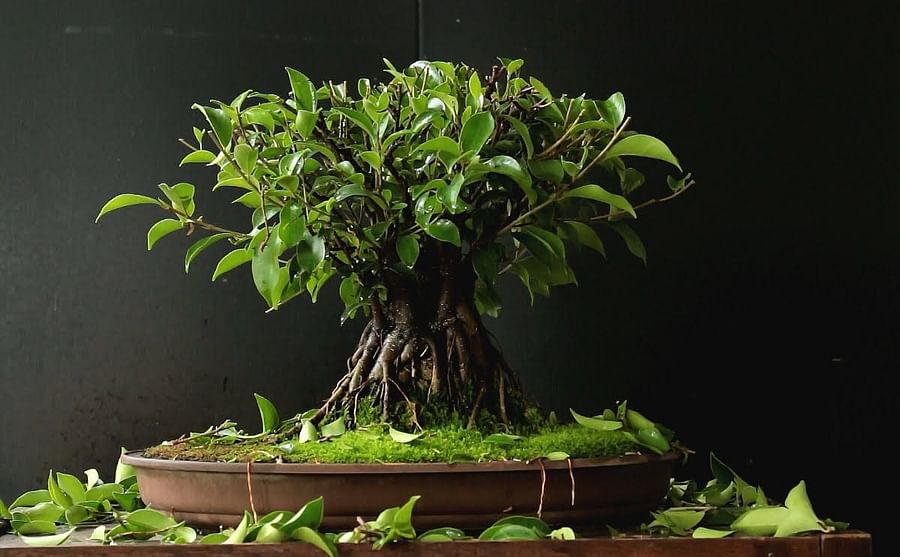 Healthy and vibrant Ficus Bonsai tree
