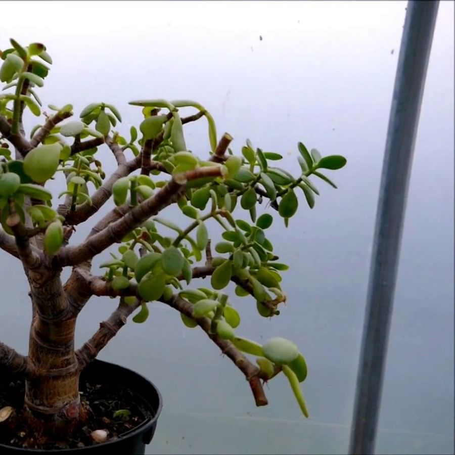 Jade Bonsai tree before and after pruning process