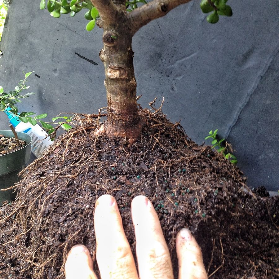 Person potting a Jade Bonsai tree
