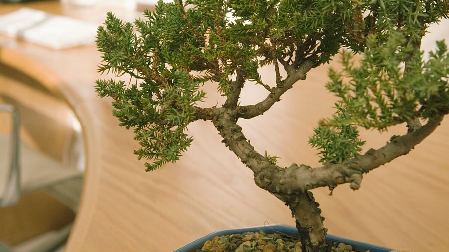 How Tall Will my Bonsai Tree Grow? - Learn how to control the size