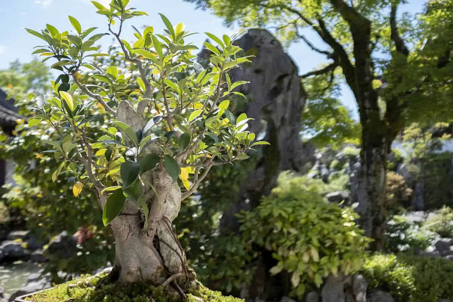 How Big Do Bonsai Trees Get? Understanding the Size Factors