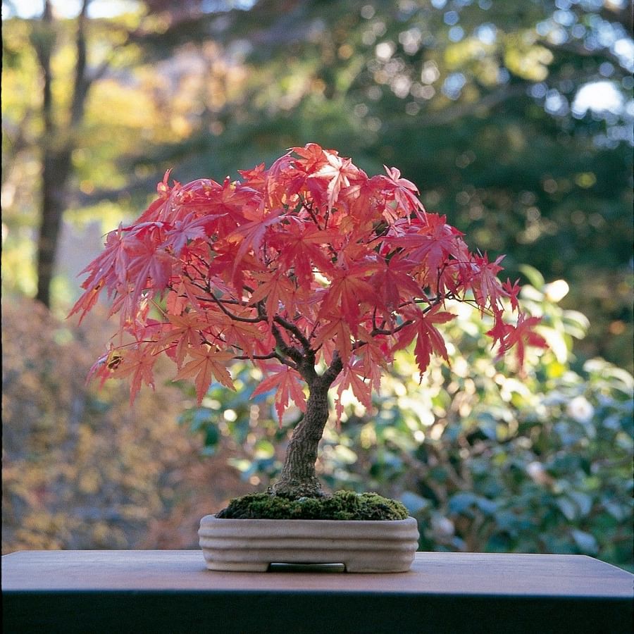 Indoor Japanese Maple Bonsai tree in a serene setting