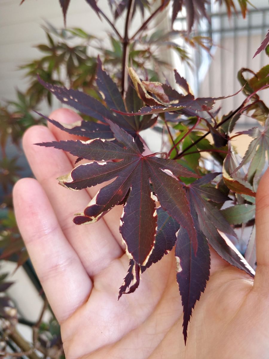 Japanese Maple Bonsai A Stunning Focal Point for Your Indoor Garden