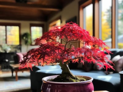 Japanese Maple Bonsai: A Stunning Focal Point for Your Indoor Garden