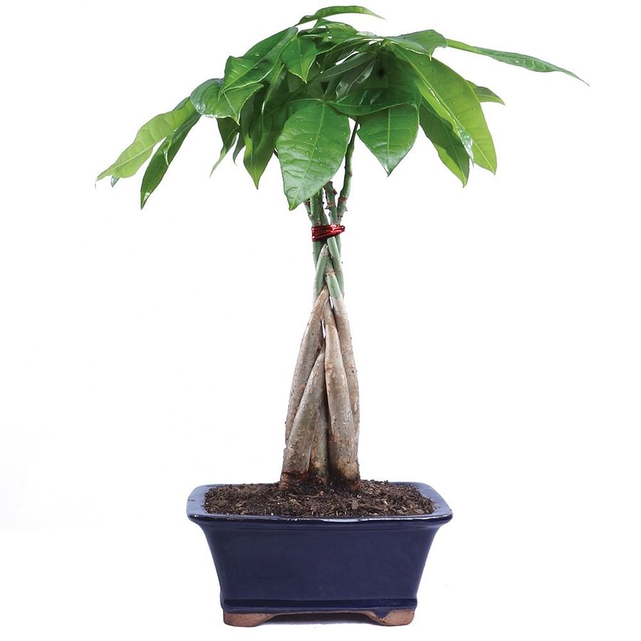 Beautiful and healthy Money Tree Bonsai in a pot