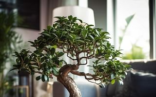 Money Tree Bonsai: The Symbol of Wealth and Prosperity in Your Living Room