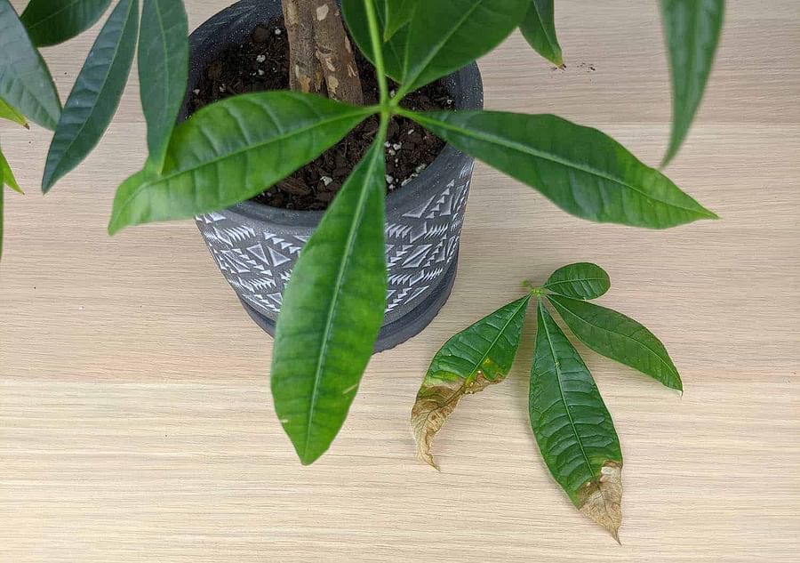 Money Tree Bonsai with Yellowing Leaves Indicating a Common Issue