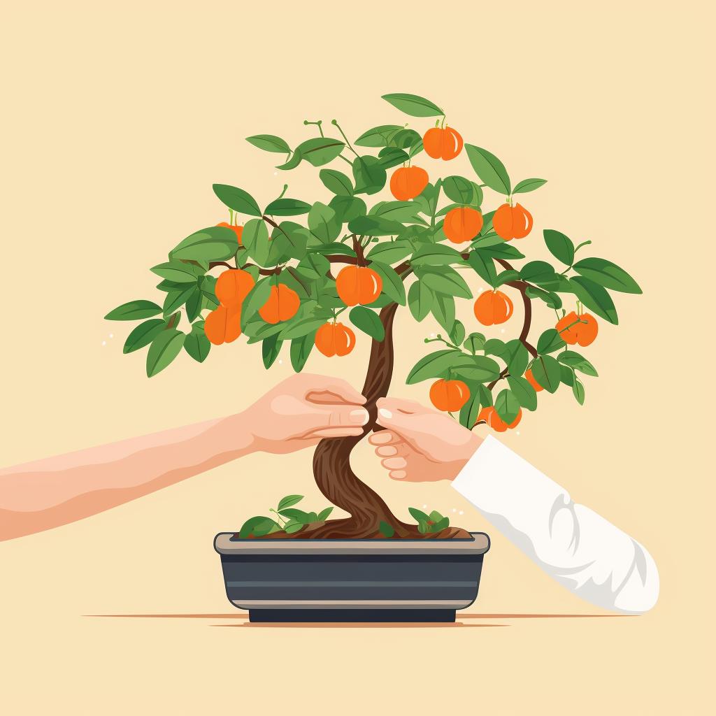 Hands gently bending a wired branch of a Bonsai Orange Tree