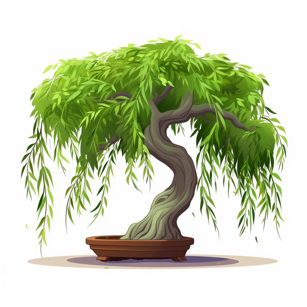 Weeping willow tree with suitable size and shape for bonsai