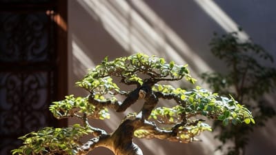 Sun or Shade? Understanding the Light Requirements of a Bonsai Tree