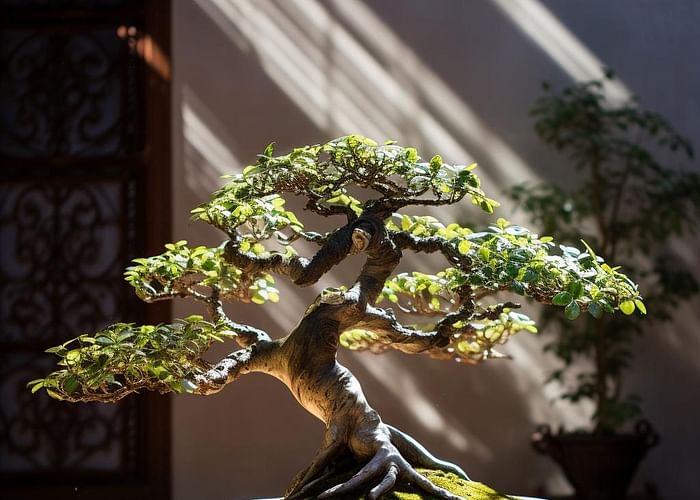 Your Ultimate Bonsai Guide