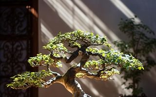 Sun or Shade? Understanding the Light Requirements of a Bonsai Tree
