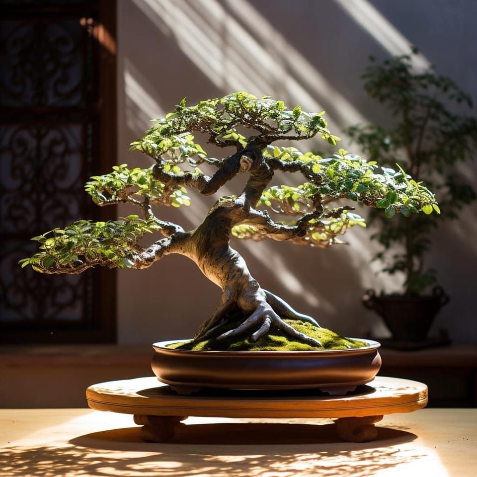 Sun or Shade? Understanding the Light Requirements of a Bonsai Tree