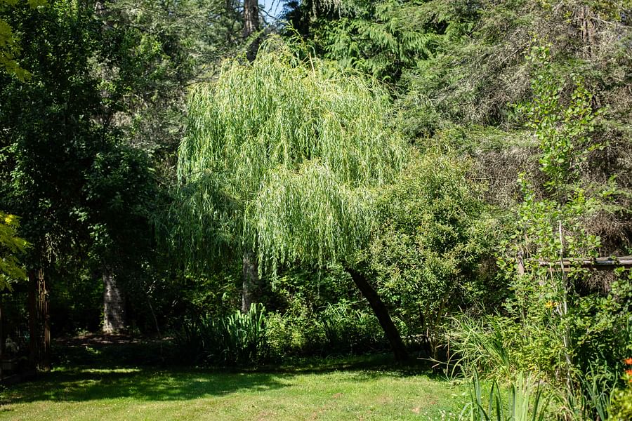 Healthy Weeping Willow tree in full bloom