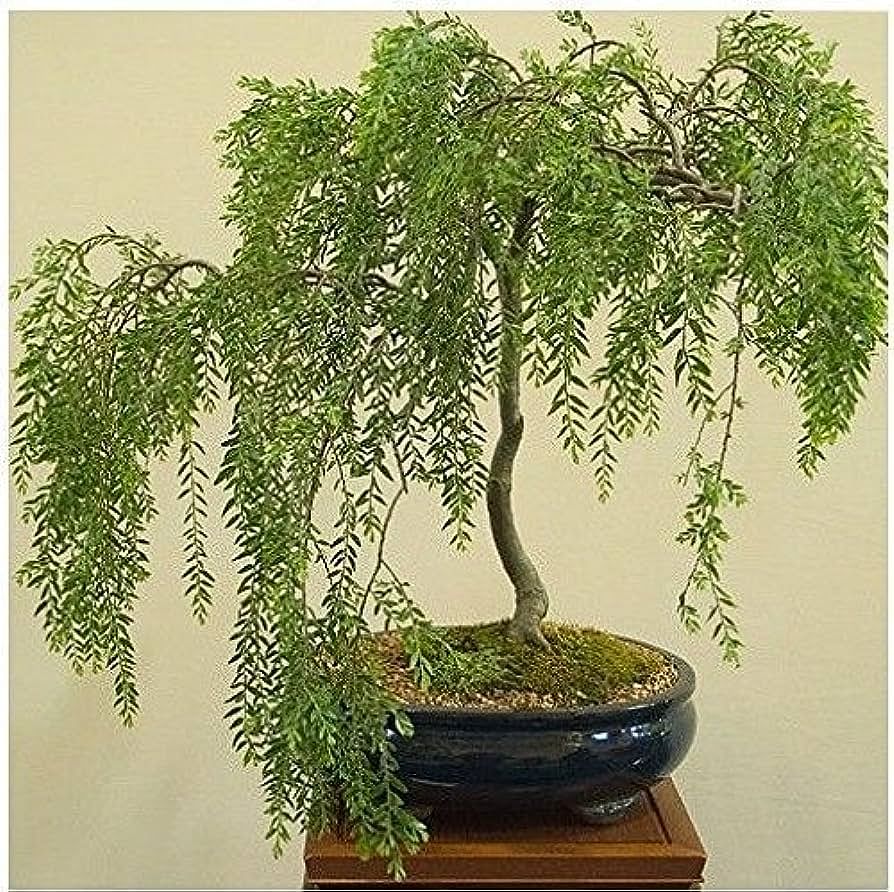 Miniature landscape featuring a Weeping Willow Bonsai tree