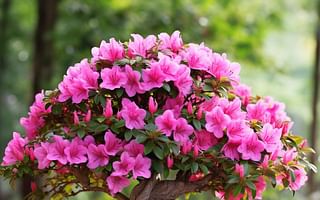 The Azalea Bonsai: Detailed Care Instructions and Other Interesting Facts