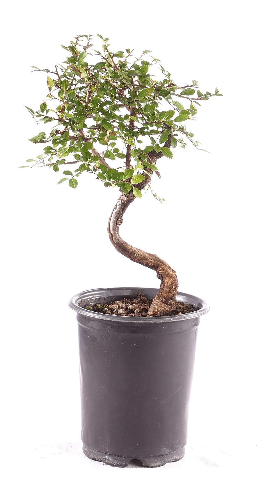 The Beauty and Elegance of Chinese Elm Bonsai Care and Maintenance Tips