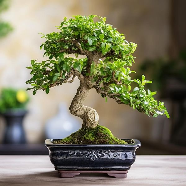 The Beauty and Elegance of Chinese Elm Bonsai: Care and Maintenance Tips