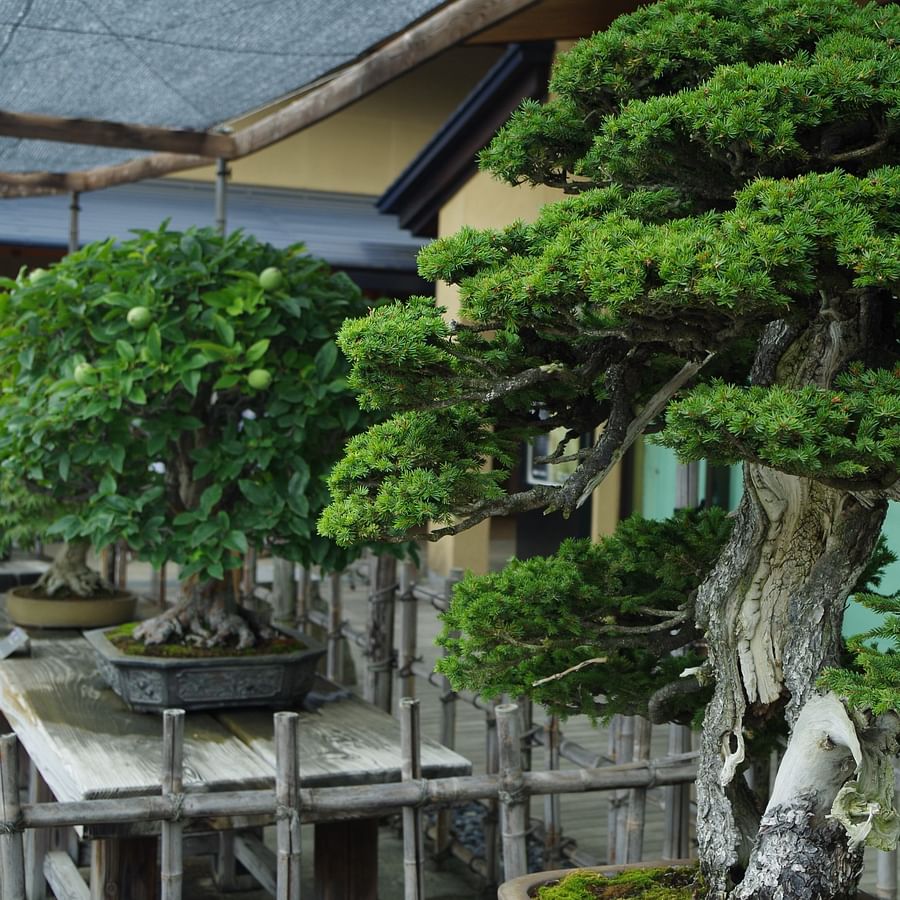 Centuries-old Bonsai Tree