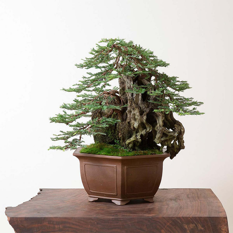 Person carefully pruning a Redwood Bonsai tree