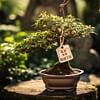 The Price of Elegance: How Much is a Bonsai Tree?
