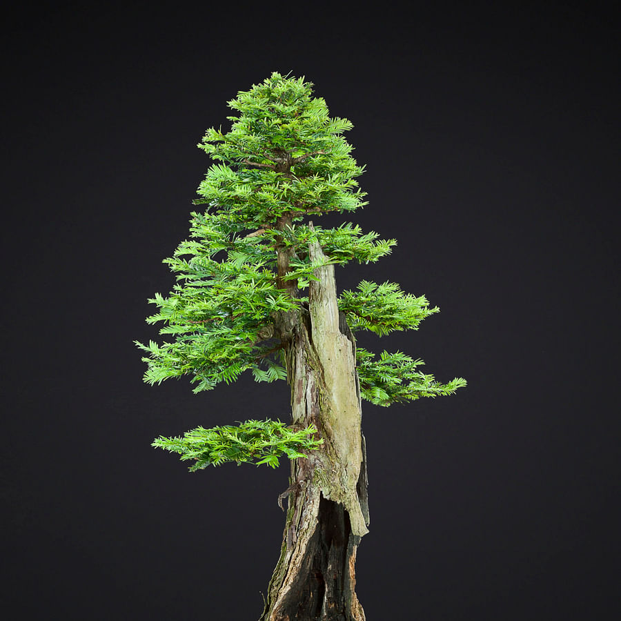 Majestic Redwood Bonsai tree in a pot
