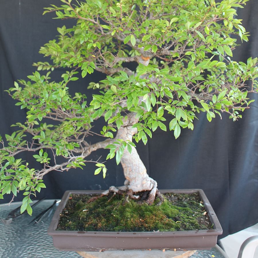 Close up view of Chinese Elm Bonsai leaves and bark texture