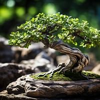 Unraveling the Unique Appeal of the Chinese Elm Bonsai: An In-Depth Look
