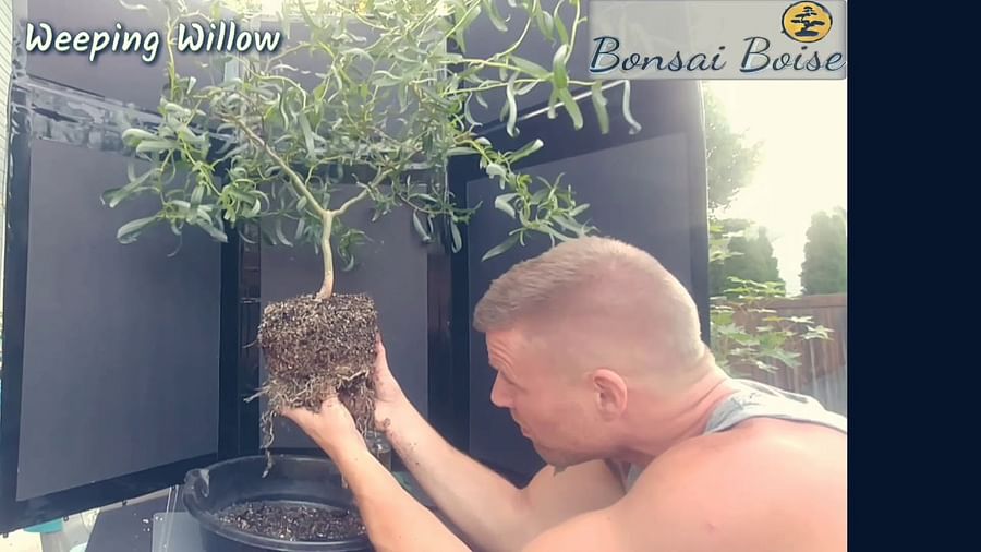 Weeping Willow Bonsai Creating a Miniature Riverside Scene