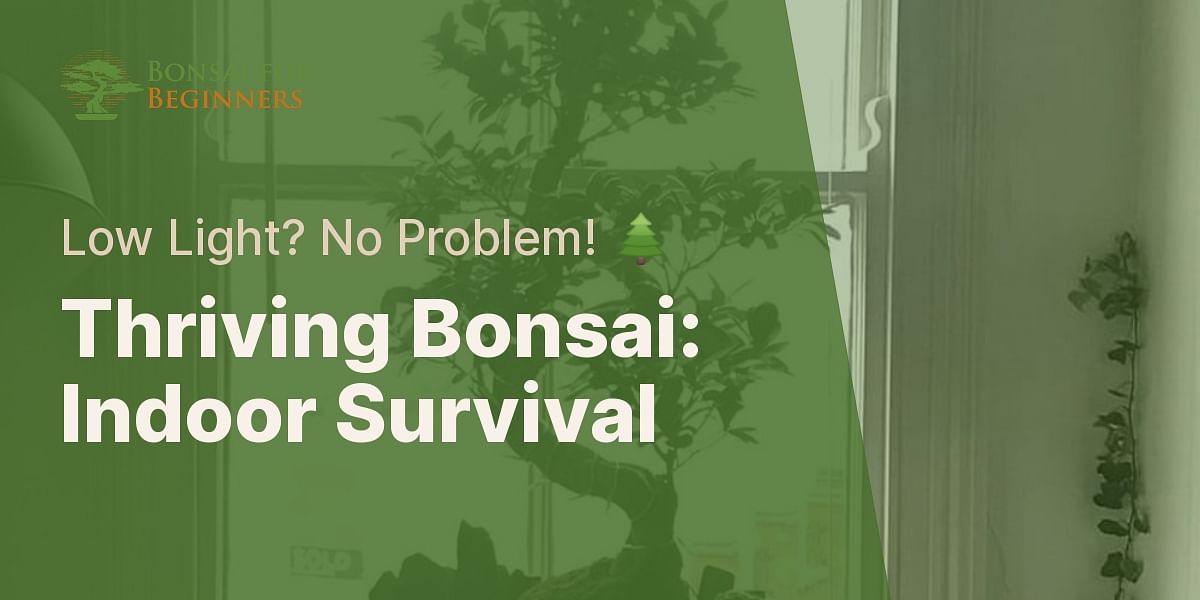 Can bonsai trees survive indoors in low light conditions?