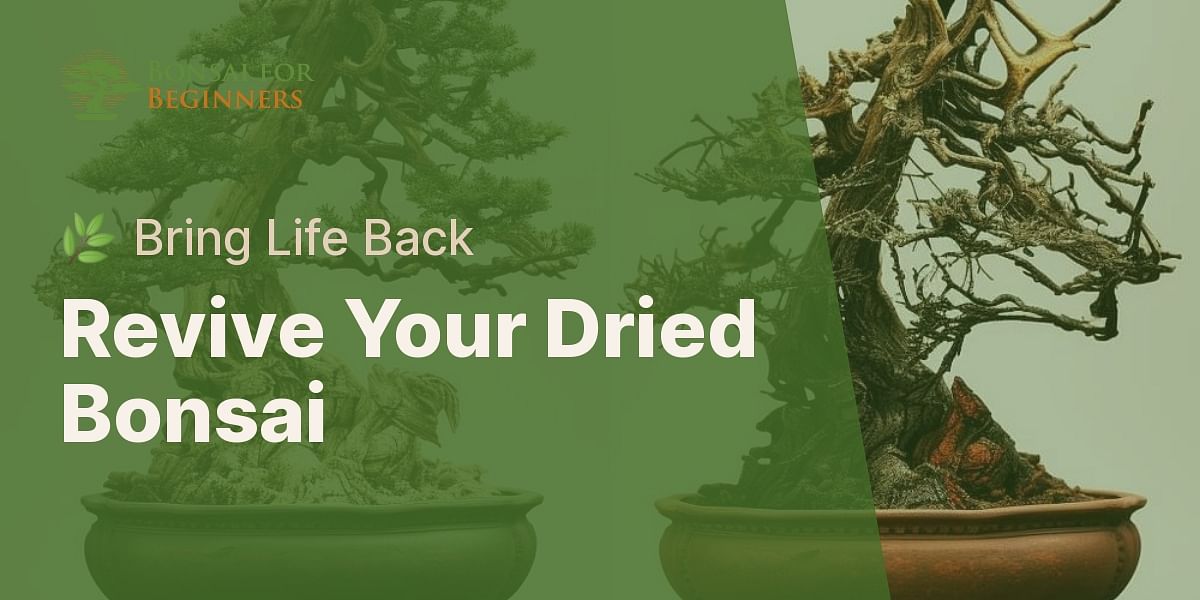 How can I revive a dried out bonsai tree?
