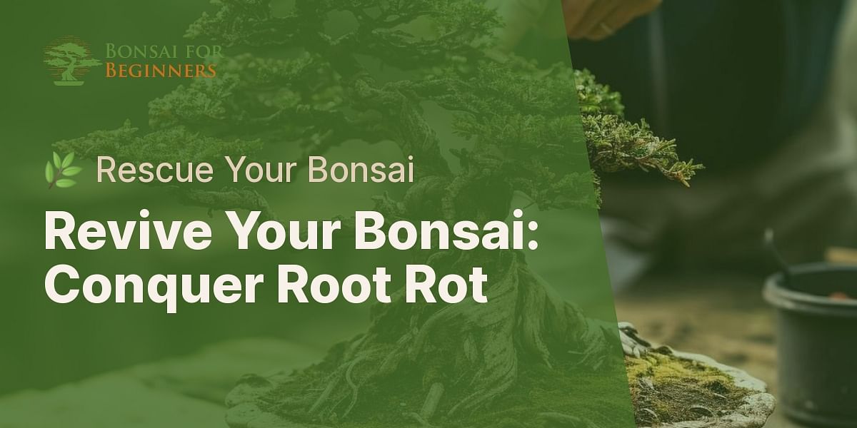 How do I revive a bonsai tree with root rot?
