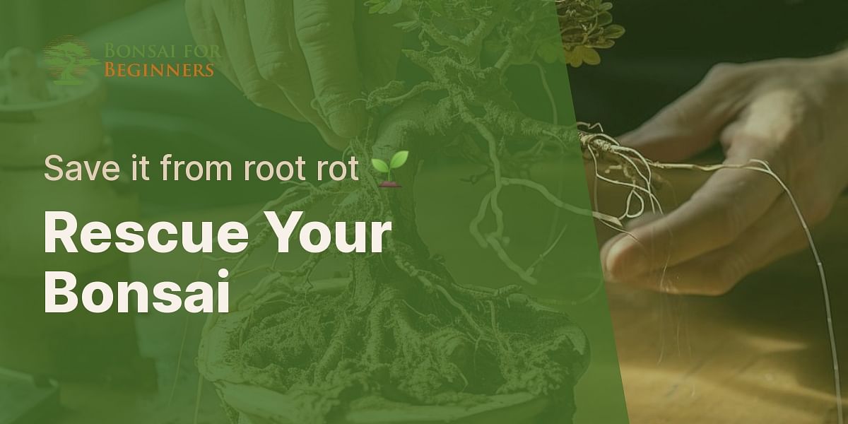 How to save a bonsai tree from root rot?