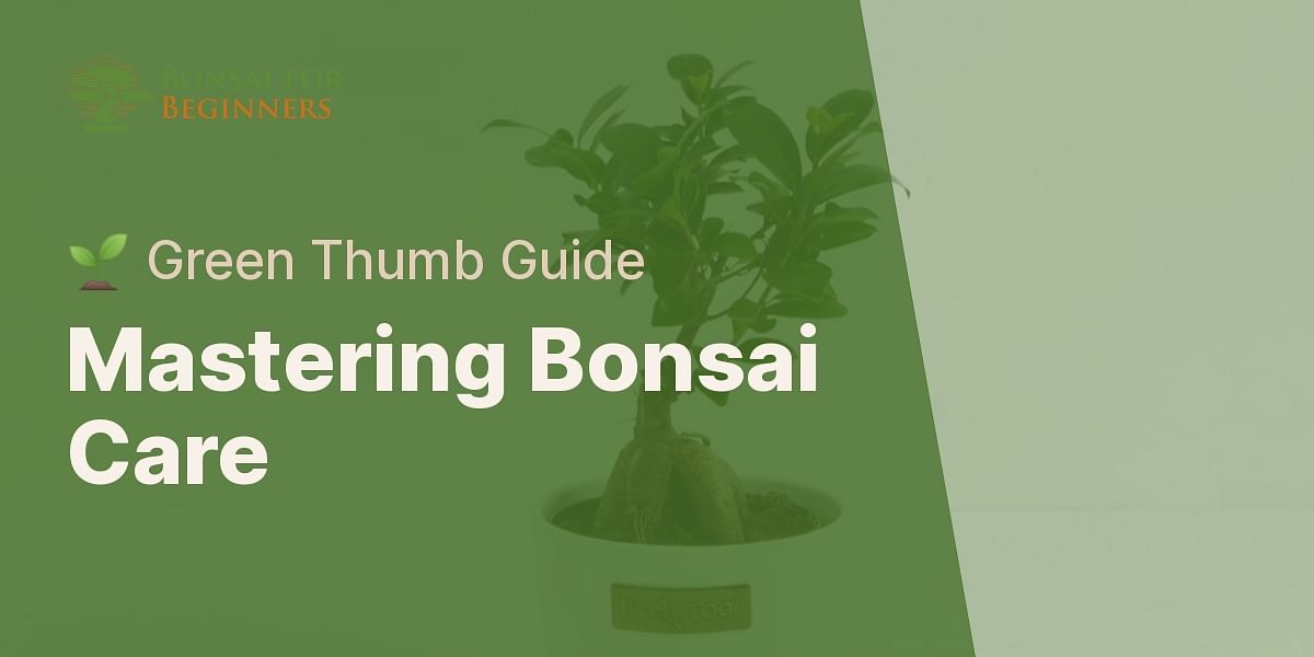 How to take care of Bonsai Ficus Microcarpa Ginseng?