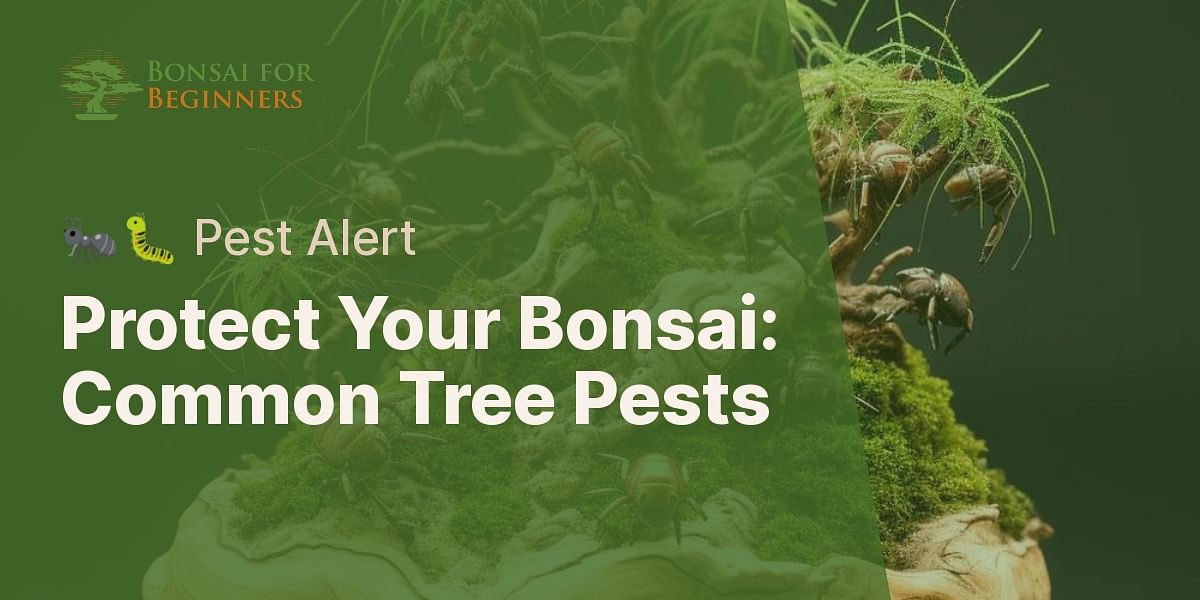 What are common pests that can affect bonsai trees?