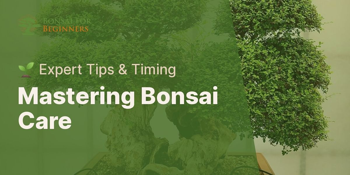 When should I repot my bonsai tree?