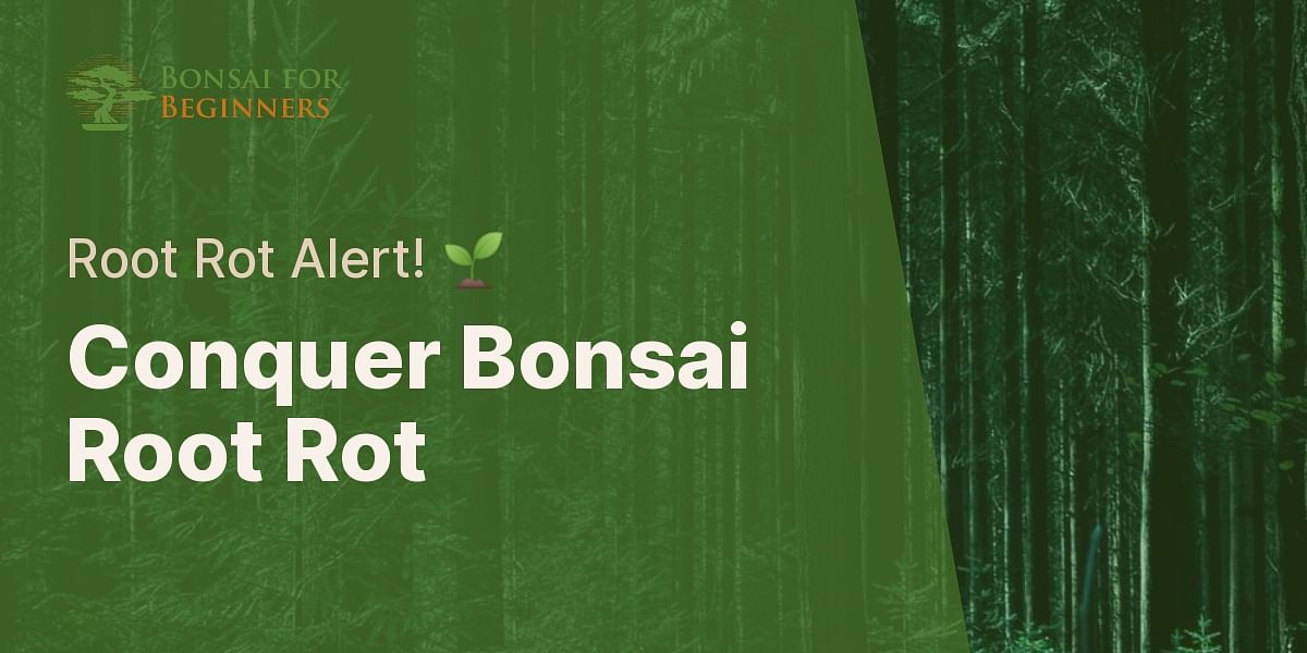 Bonsai Root Rot Identifying and Treating Bonsai for Beginners